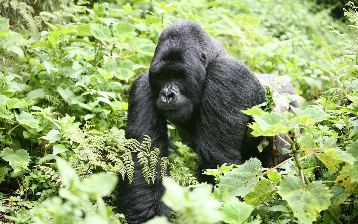 gorilla uganda gorilla uganda